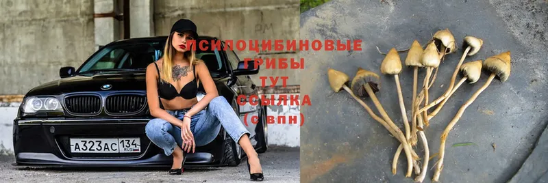 где купить   Калачинск  omg ТОР  Галлюциногенные грибы Psilocybe 